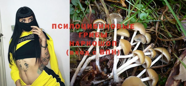 прущие грибы Балахна